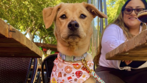 A vibrant dog park bathed in sunlight features abundant greenery with mature trees, offering ample shade for leisurely outdoor activities. In the distance is a well-equipped playground that presents an additional activity area. An inviting picnic table spreads out nearby, ideal for enjoying meals al fresco or taking relaxing breaks from play. A neatly-placed trash bin aids in maintaining the park's cleanliness for everyone's enjoyment. Dominating the scene is a generously wide dirt path gracefully curving through the expanse of grass, promising exploratory walks and lively fetch games.